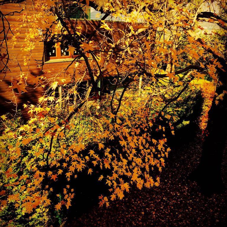 Hotel Casa Sull'Albero Malgrate Esterno foto